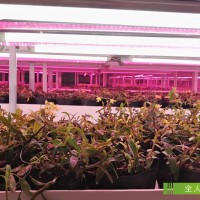 人工光型植物工廠工程建造服務(wù)