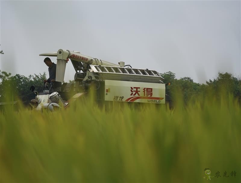 雙季早粳稻實(shí)現(xiàn)“零的突破” 可提前三個(gè)月吃上優(yōu)質(zhì)新米