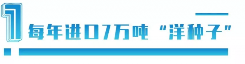 中國每年進口7萬噸“洋種子”：14億人的飯碗，能端穩(wěn)嗎？