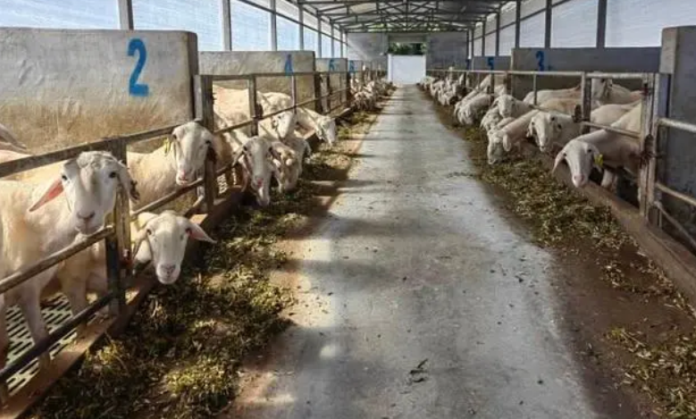 加拿大一枝黃花遇見對(duì)手 可作為湖羊飼料