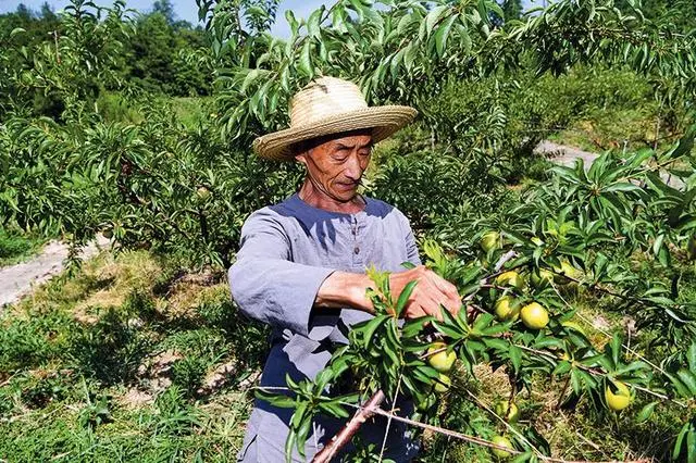 重慶改地改制發(fā)展山地高效農(nóng)業(yè)