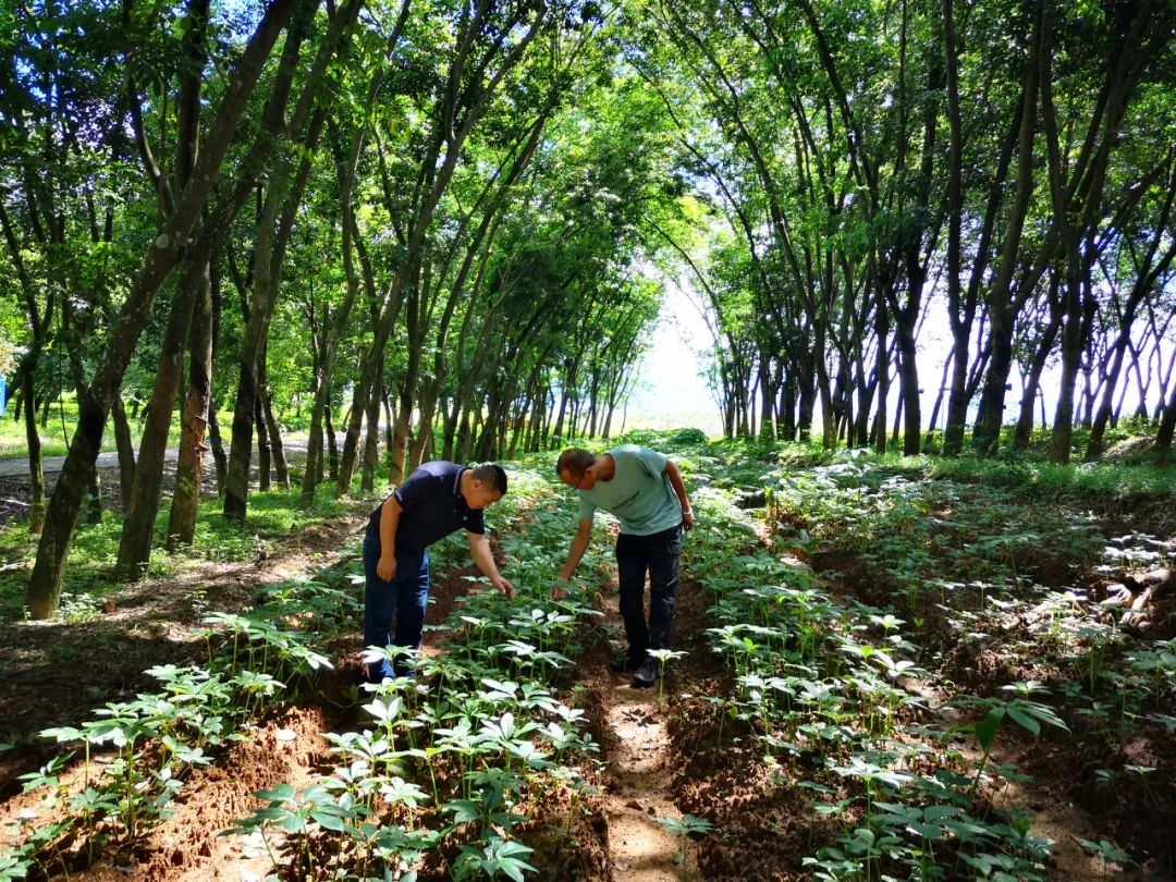 如何讓橡膠園生態種植更生“金”